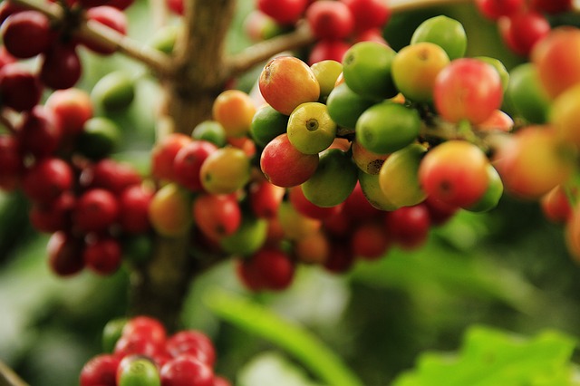 coffee_beans1